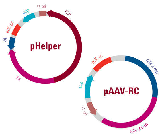 AAV HelperFree System AAV (adenoassociated virus) 長效穩定蛋白表現病毒系統 威健股份有限公司