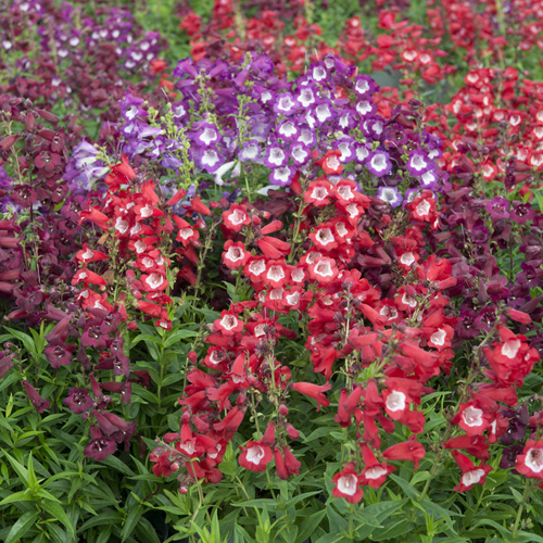 Perennial Hardy Penstemon Colletion 12 plugs