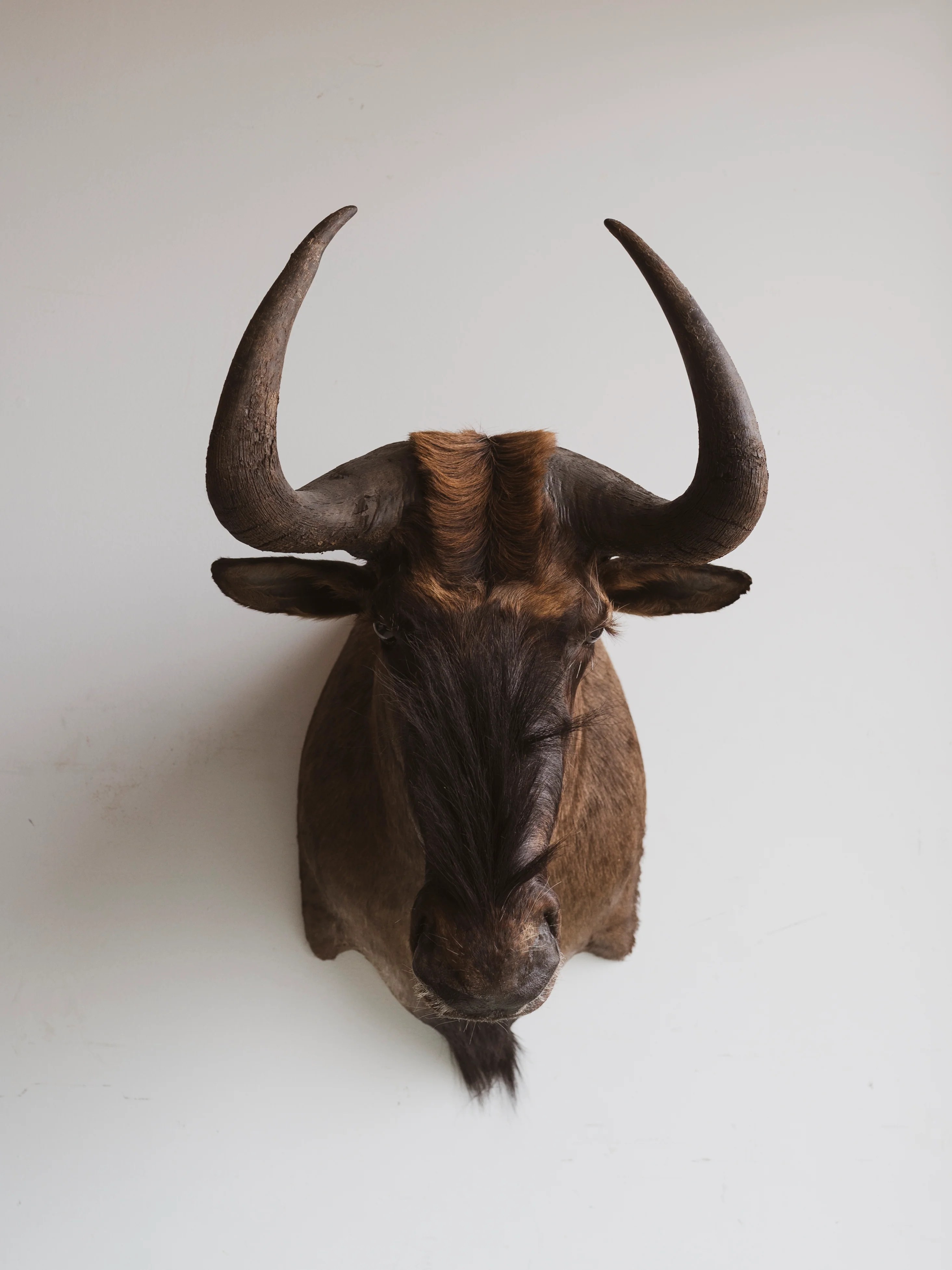 Black Wildebeest Shoulder Mount Taxidermy (Gregory), TA272 Black Moth