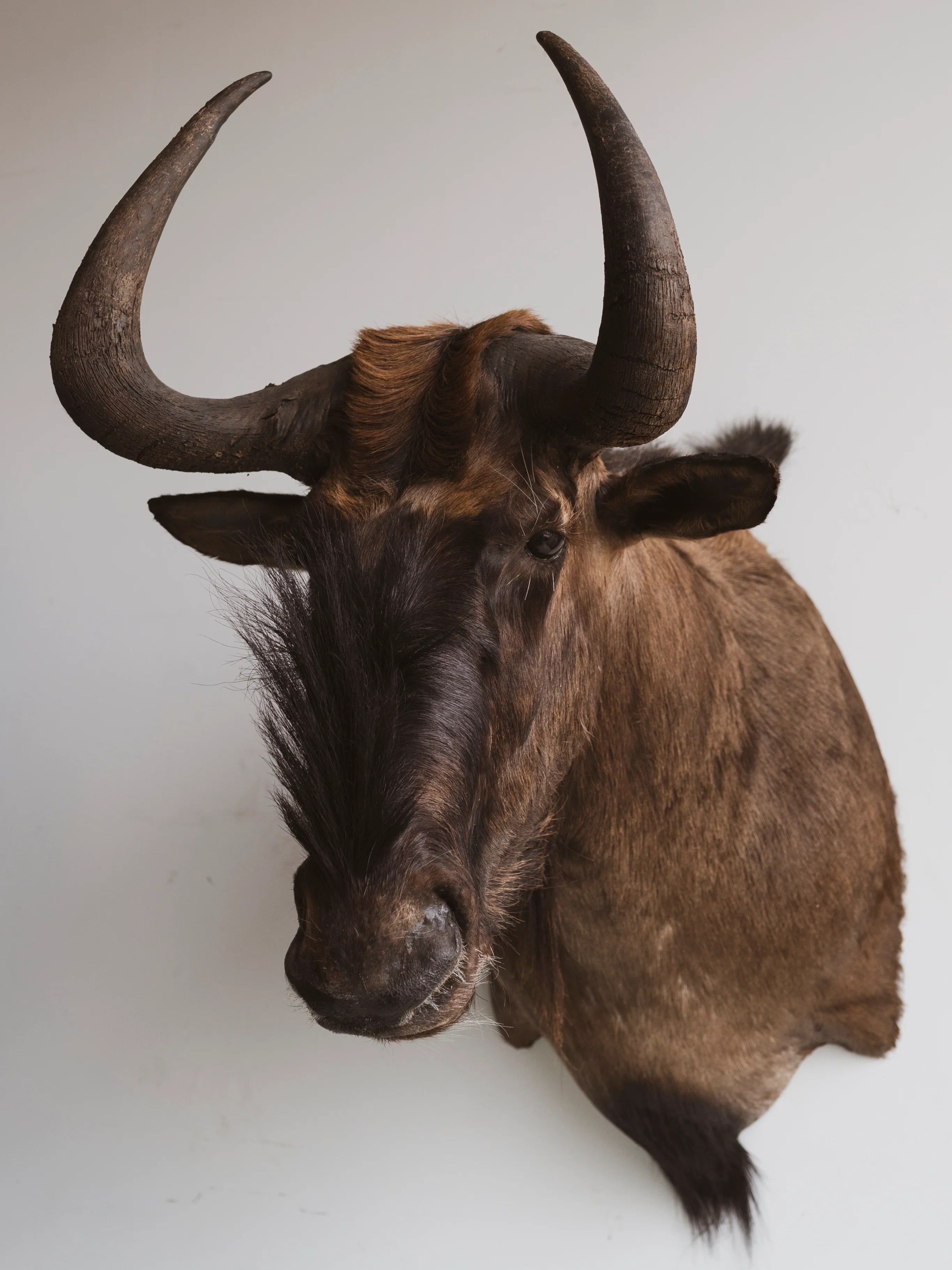 Black Wildebeest Shoulder Mount Taxidermy (Gregory), TA272 Black Moth
