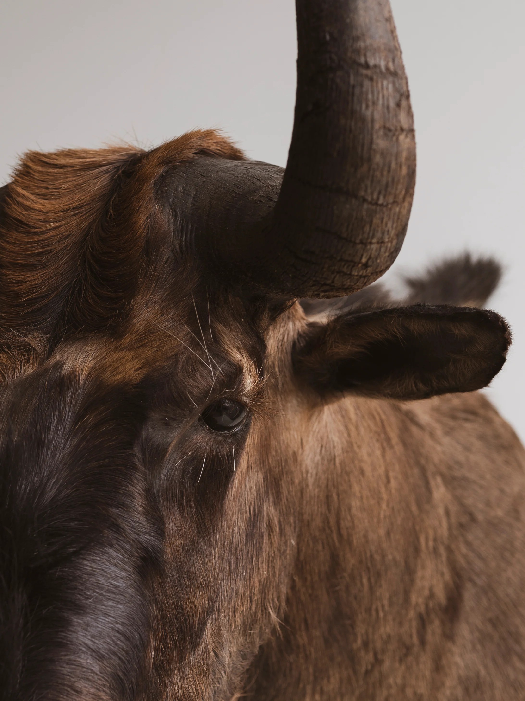 Black Wildebeest Shoulder Mount Taxidermy (Gregory), TA272 Black Moth