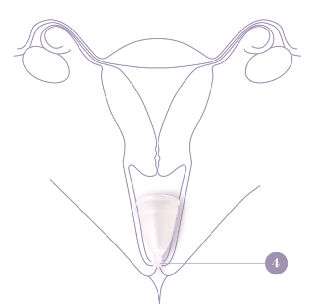 DIVA™ Cup Positioning Tips DIVA™ Cup Insertion & Positioning DIVA US