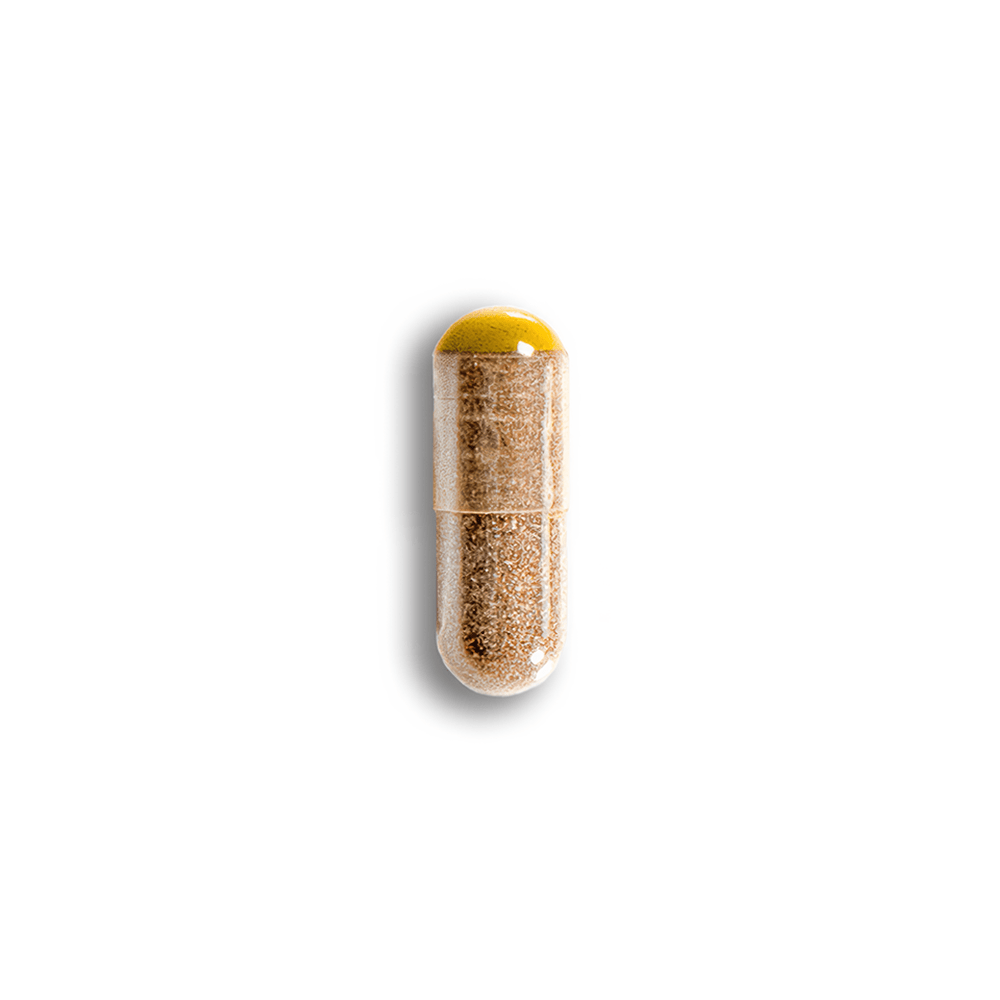 Euphoria Psychedelics Hazelnut Chocolate Bites (1000mg)