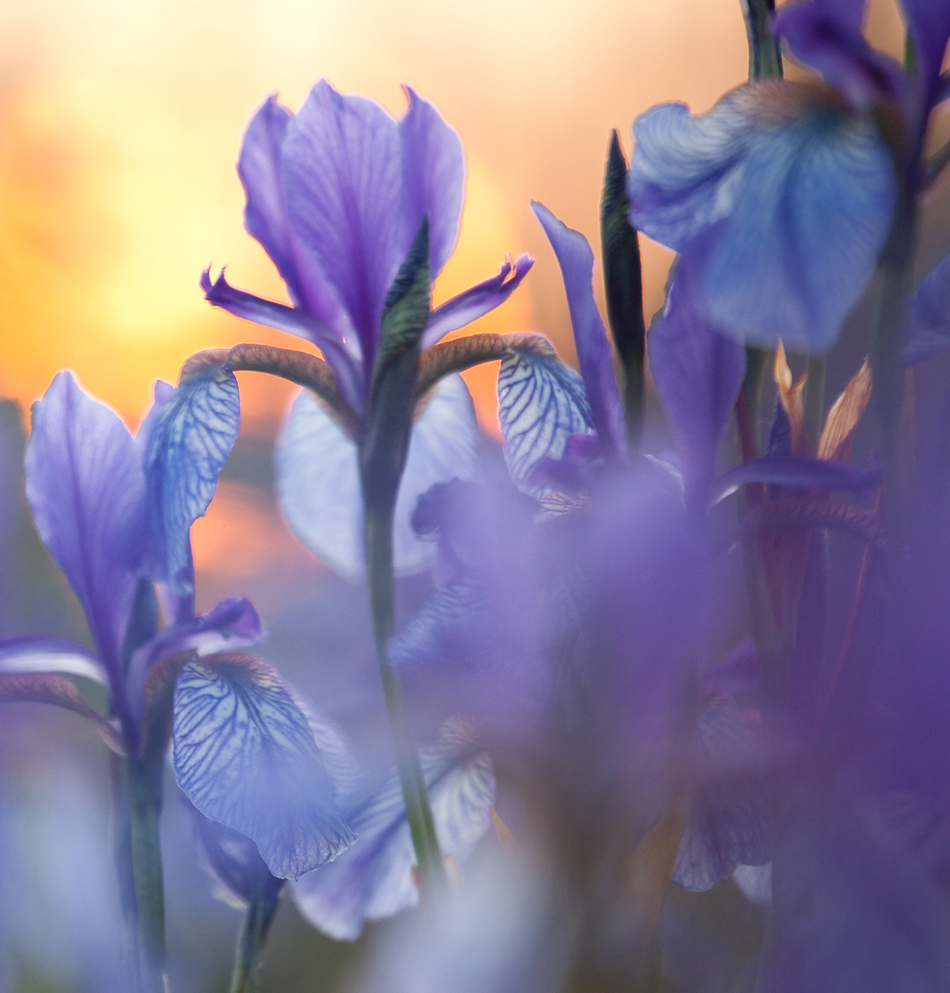 About Iris Gifts & Décor Houston, TX Gift and Decor Store