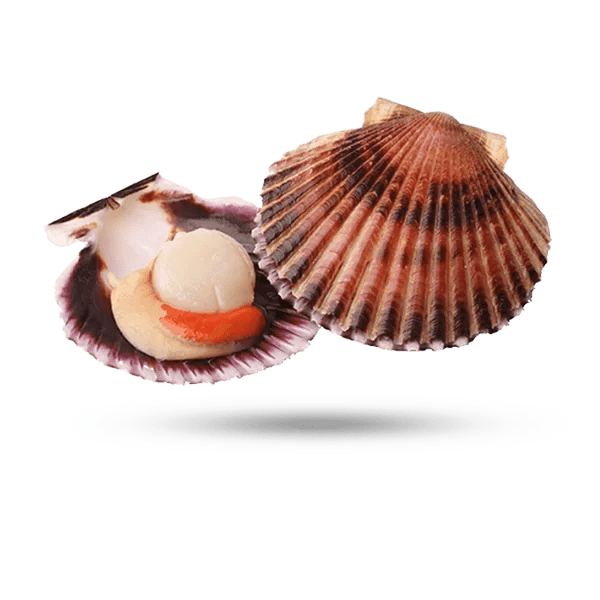 Sea Scallops ShopLobster