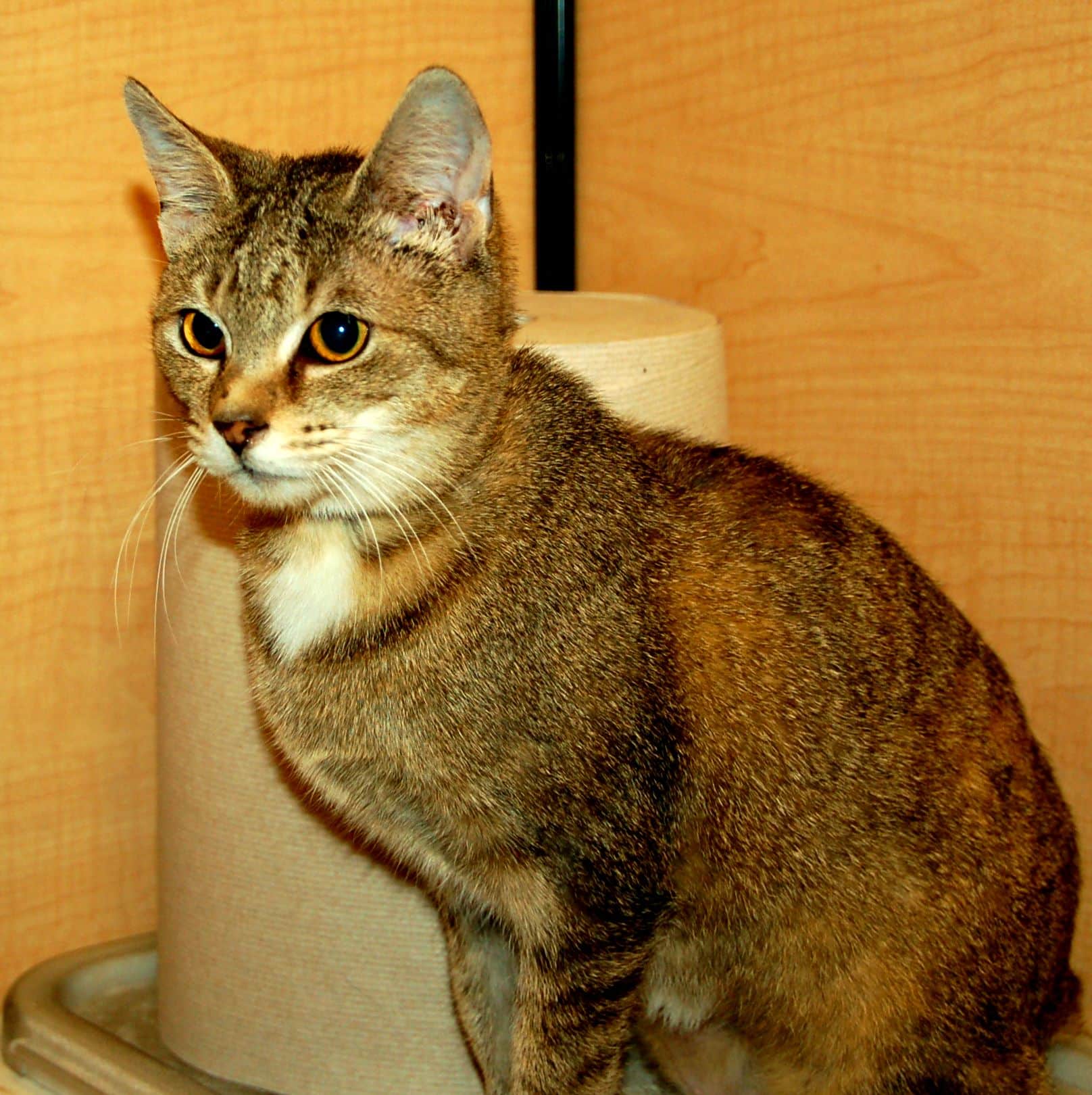 MidMichigan Cat Rescue, Inc. Shop Local Lansing