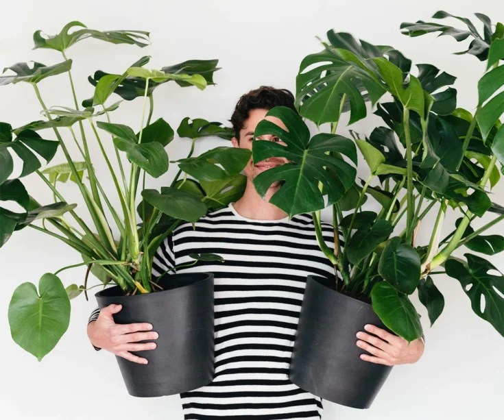 Where to Buy Indoor Plants Online Stores and Subscriptions