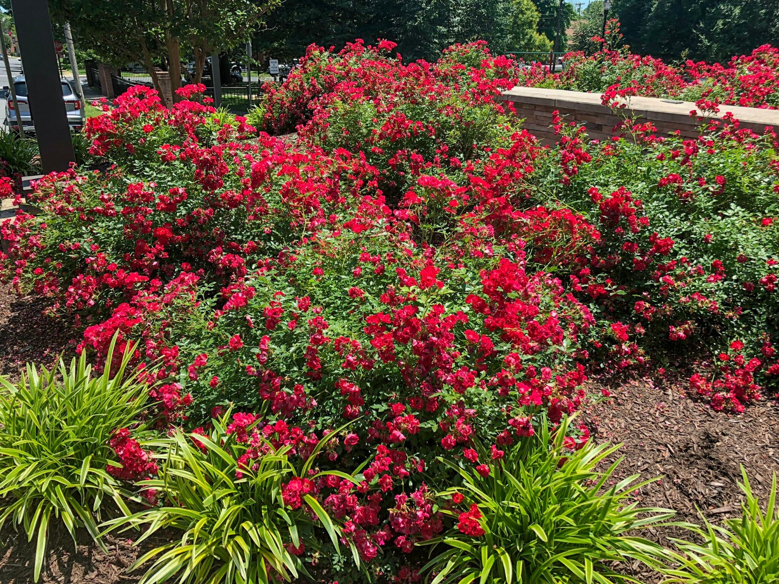 Rose Drift® Red Plantjoy
