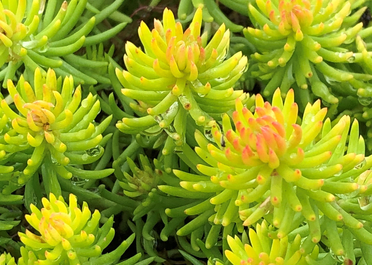How to Grow Sedums Plantjoy