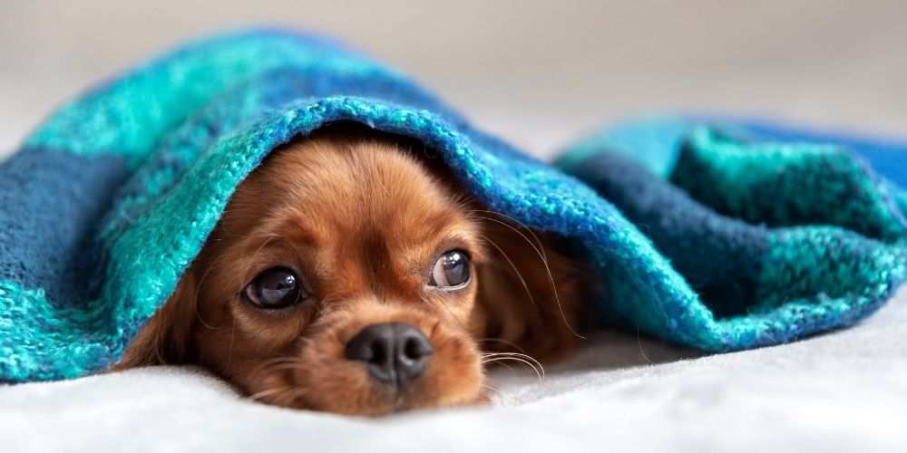 10 Best Dog Blankets Reviewed. A guide to doggie comfort!