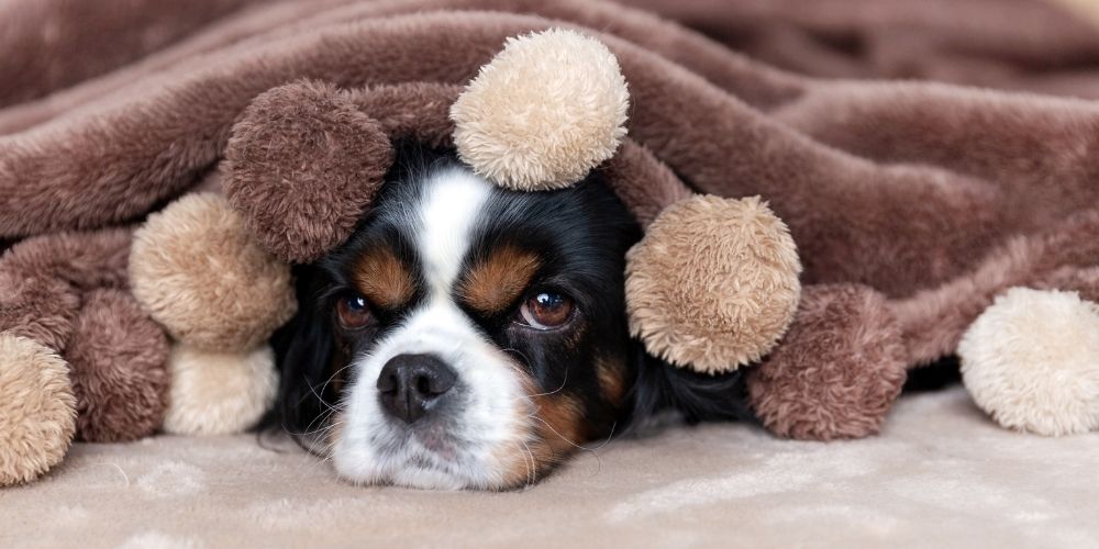10 Best Dog Blankets Reviewed. A guide to doggie comfort!