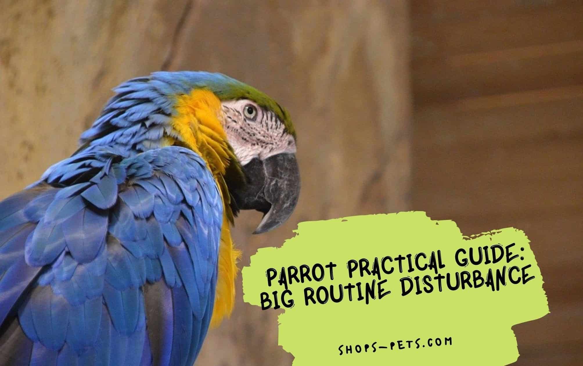Practical Parrot Care Guide Big Routine Disturbance Shops Pets