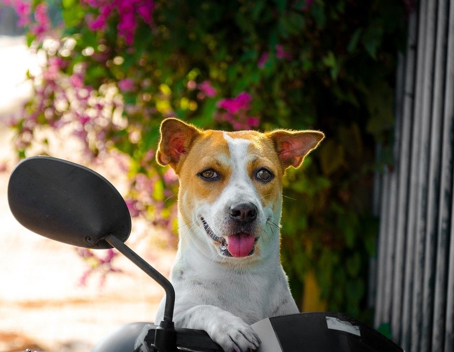 Your Pet Dog Is Your Best Friend Shops Pets