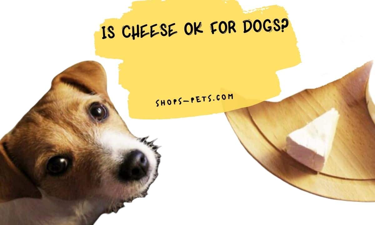 Is Cheese Ok For Dogs? Shops Pets