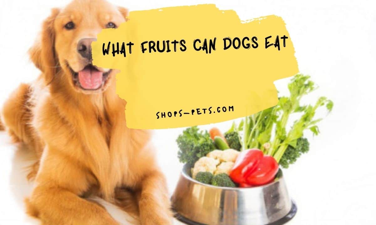 What Fruits Can Dogs Eat Shops Pets