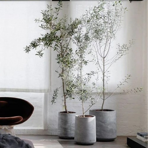 How to Care for your Indoor Olive Tree The Stem Shop