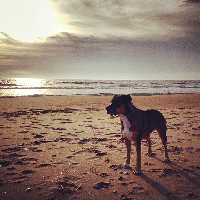 Pet Friendly Tips for Ocean City Shorebread