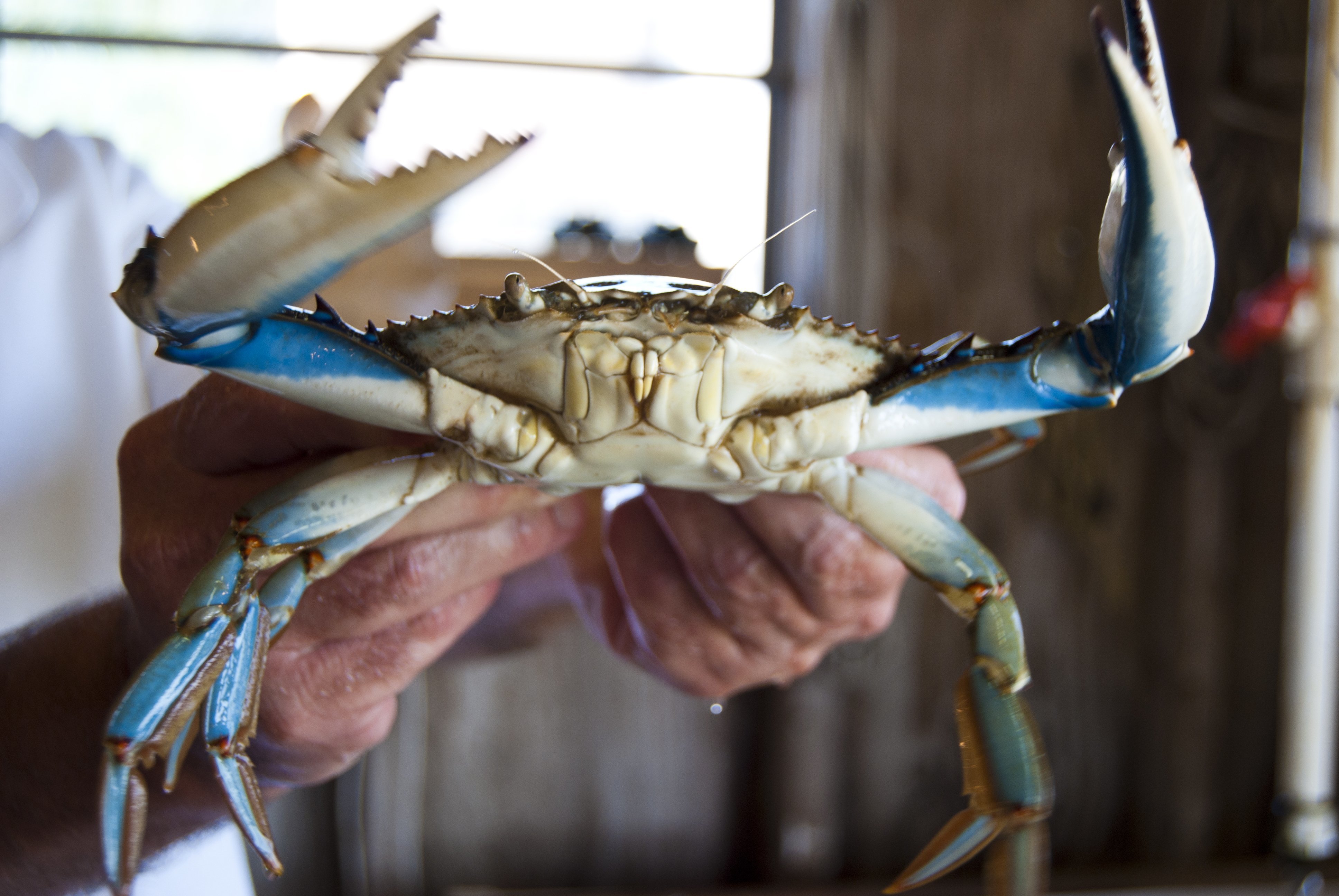 Day Trippin' Crisfield, MD Shorebread