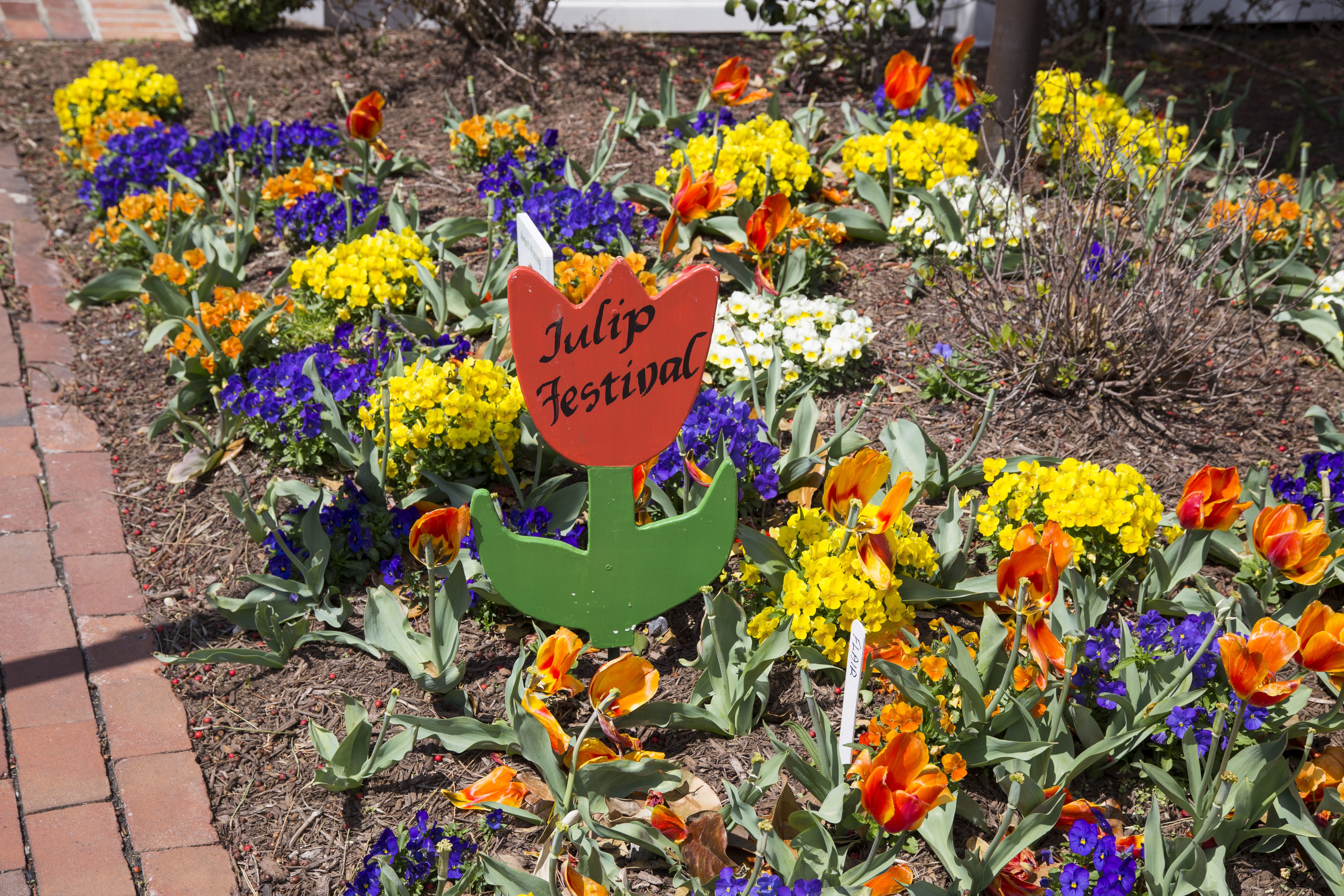 Enjoying the Lewes Tulip Festival Shorebread