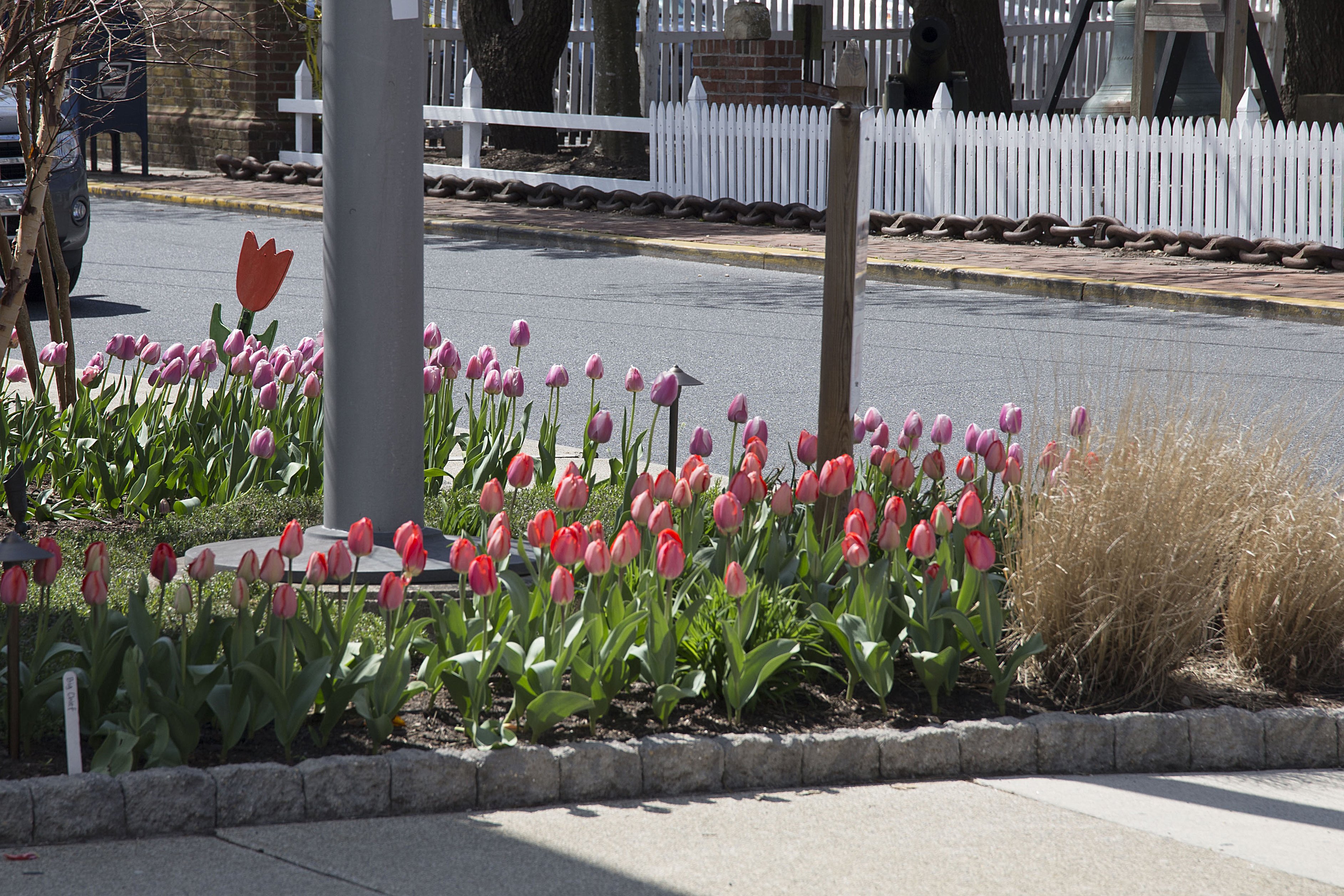 Enjoying the Lewes Tulip Festival Shorebread
