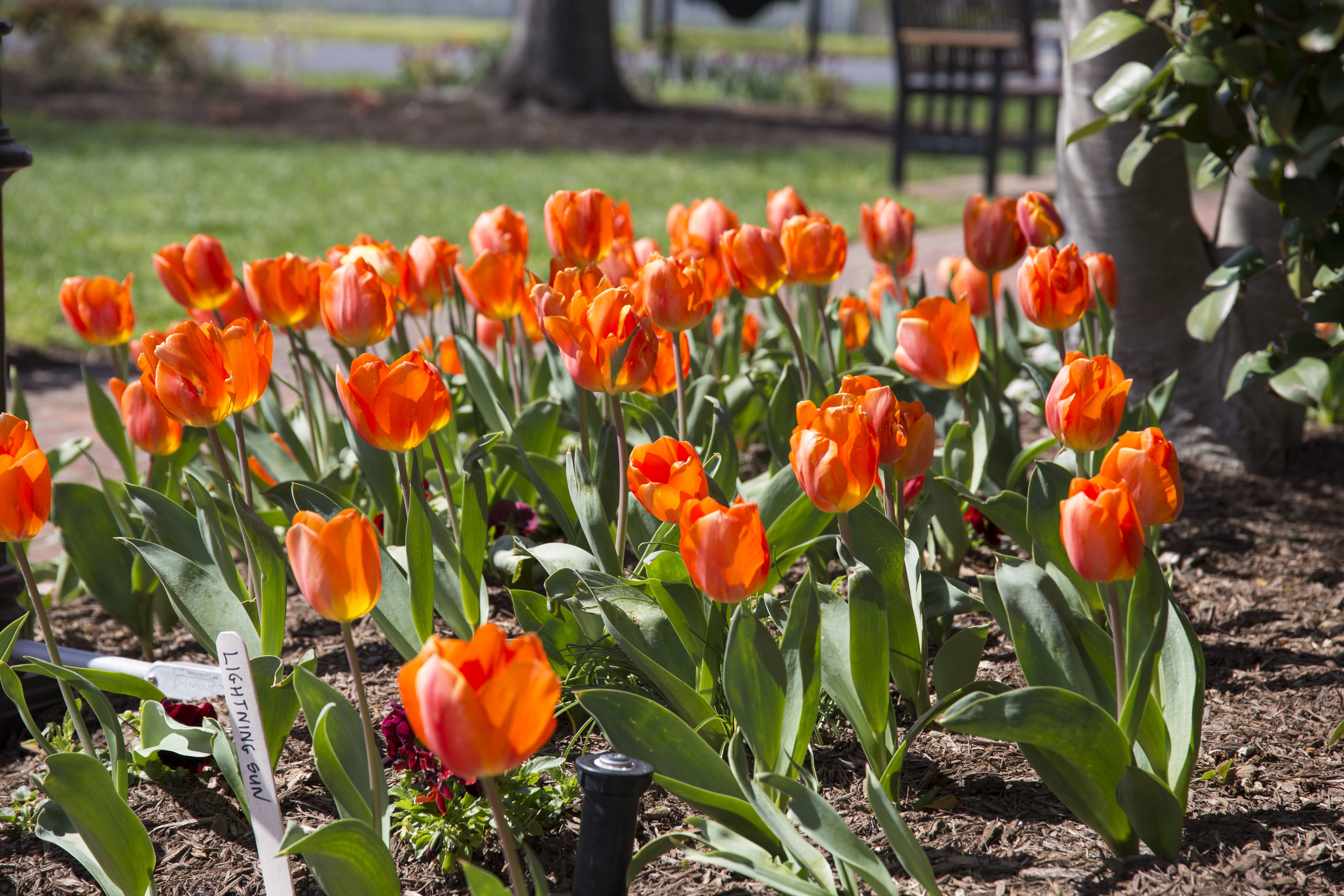 Enjoying the Lewes Tulip Festival Shorebread