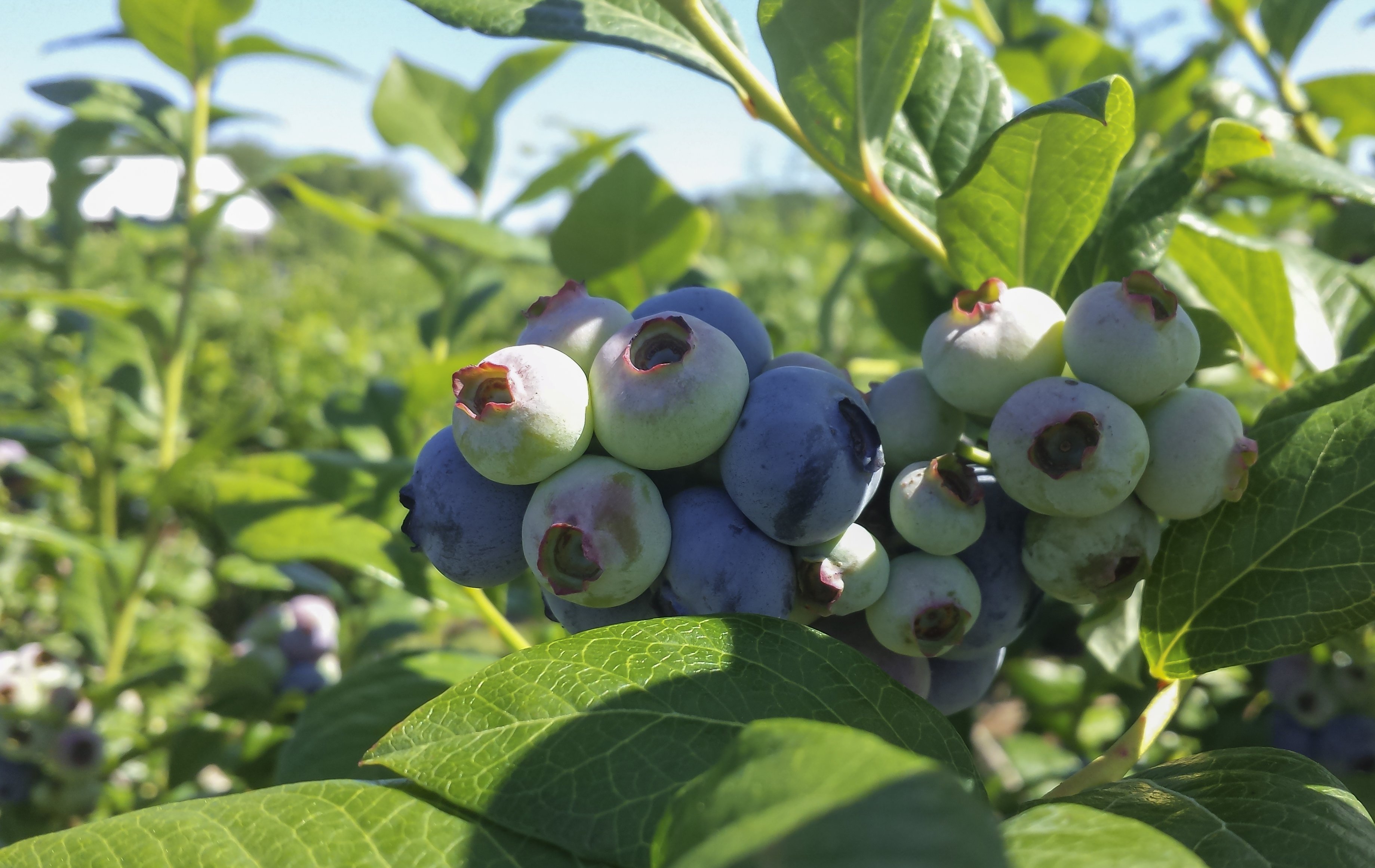 Blueberry Picking at Garden of Eden Orchards Shorebread