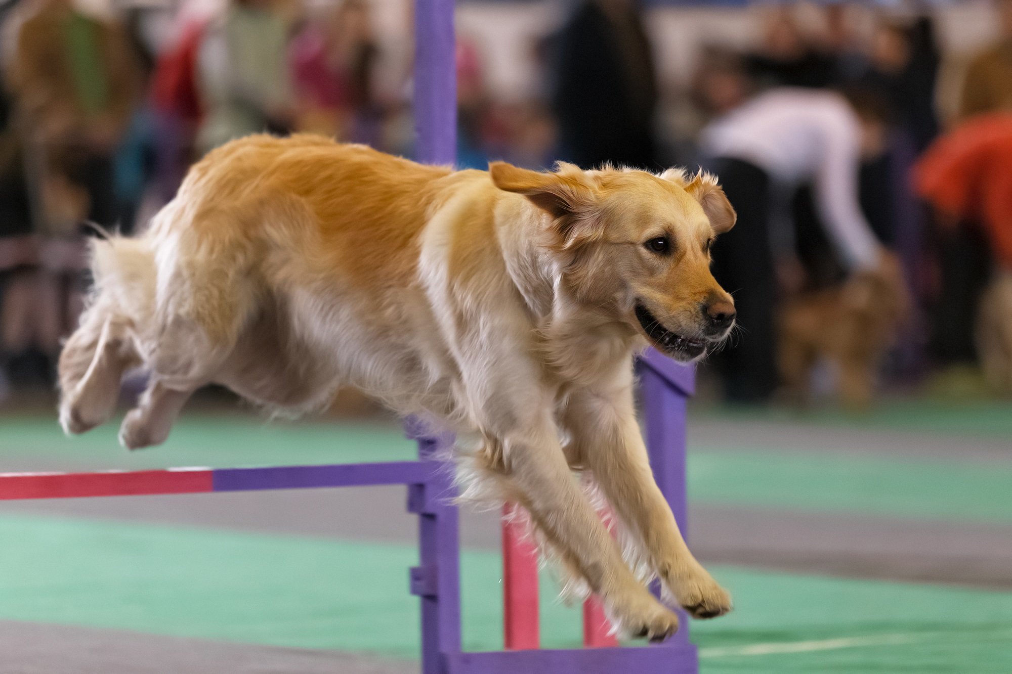 Eastern Shore Classic Dog Shows Headed To Salisbury Shorebread