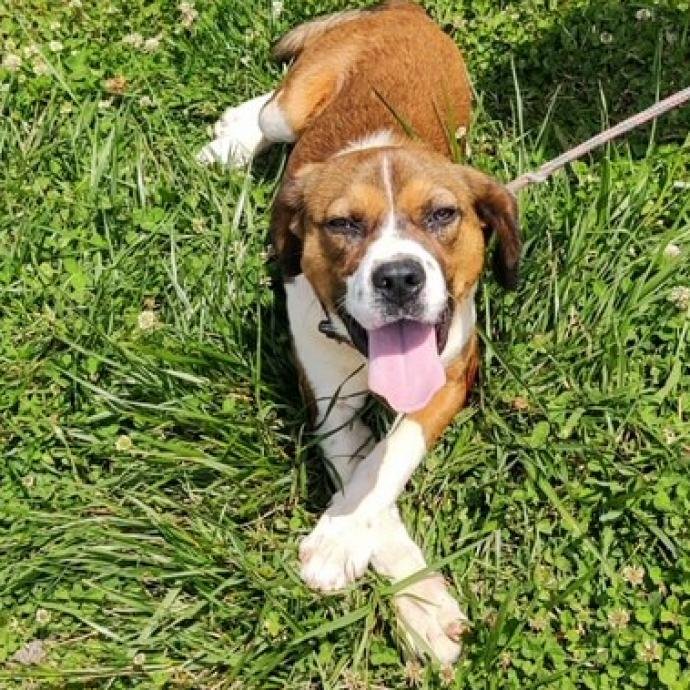 Big Dog Ranch Rescue Town of Shorter