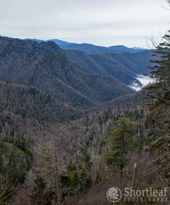 Climbing Mt. Leconte Shortleaf
