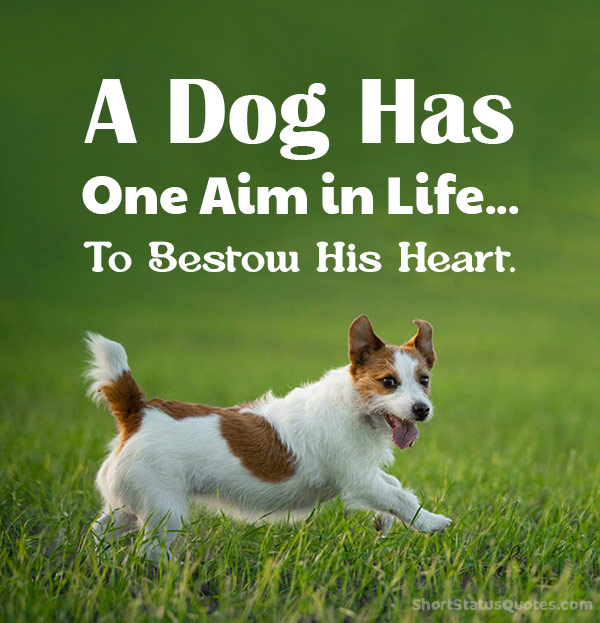 Dog Status, Captions and Quotes For Facebook, Instagram