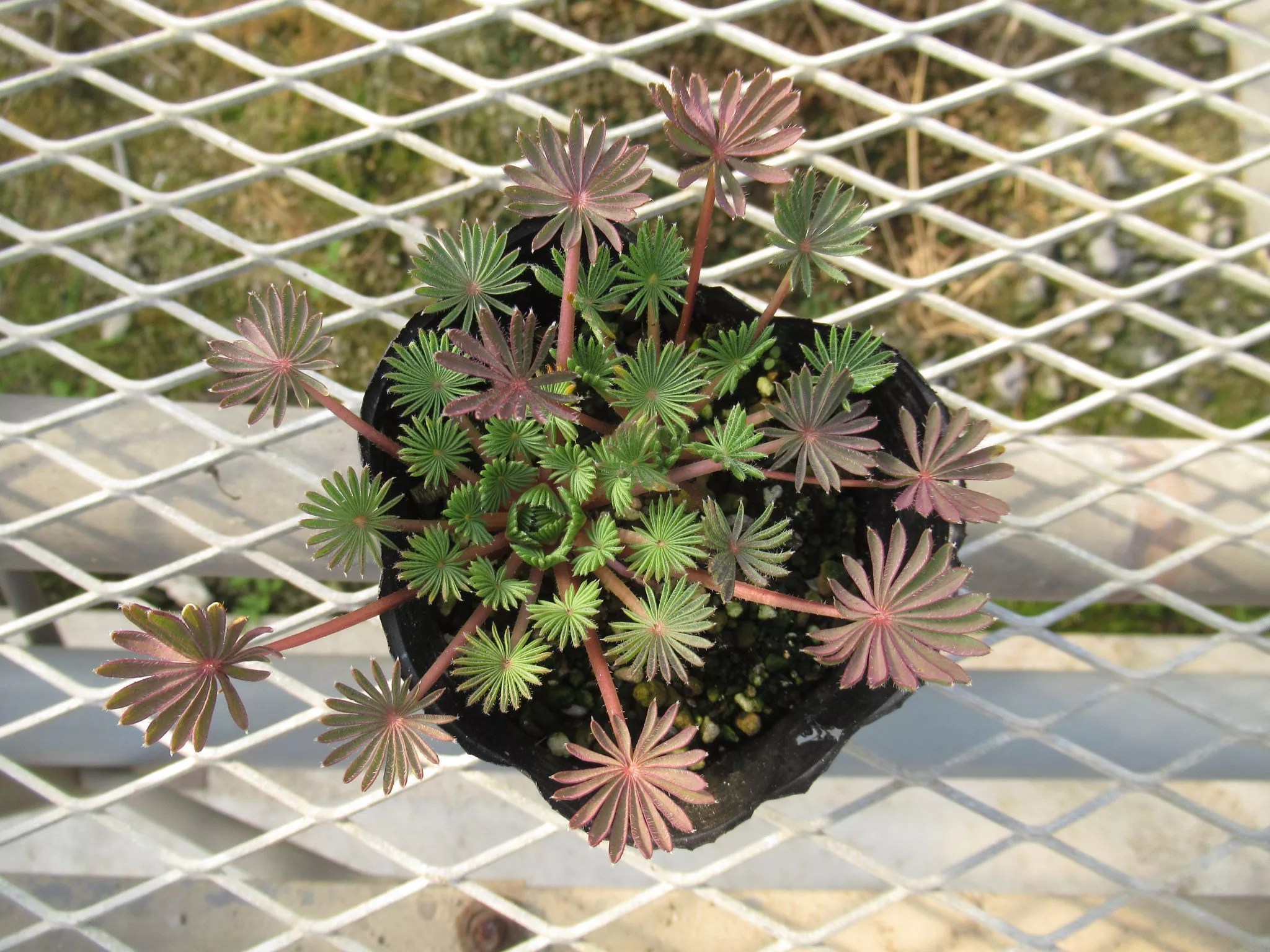 オキザリス 孔雀の舞 - Plant-Plants