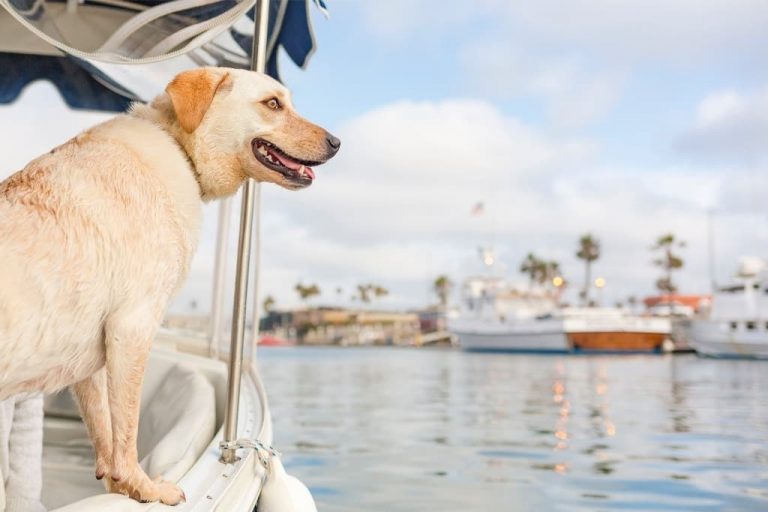 100+ Nautical Names for Dogs With Meanings Should Be Cruising
