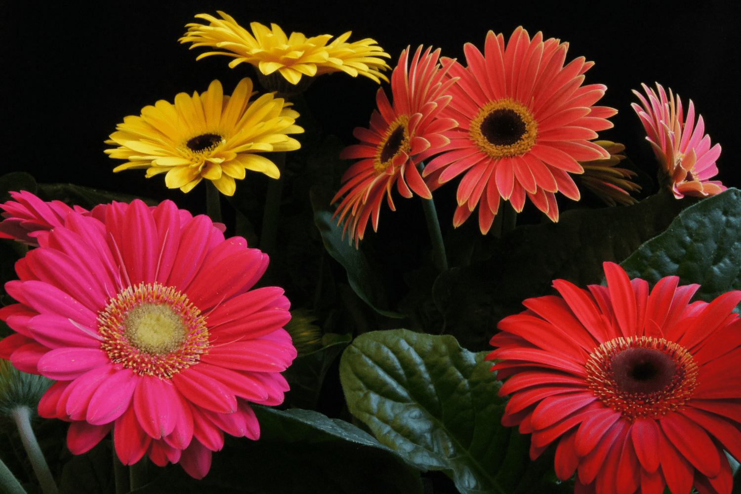 How to Grow and Care for Gerbera Daisies from Seed Shouse Life
