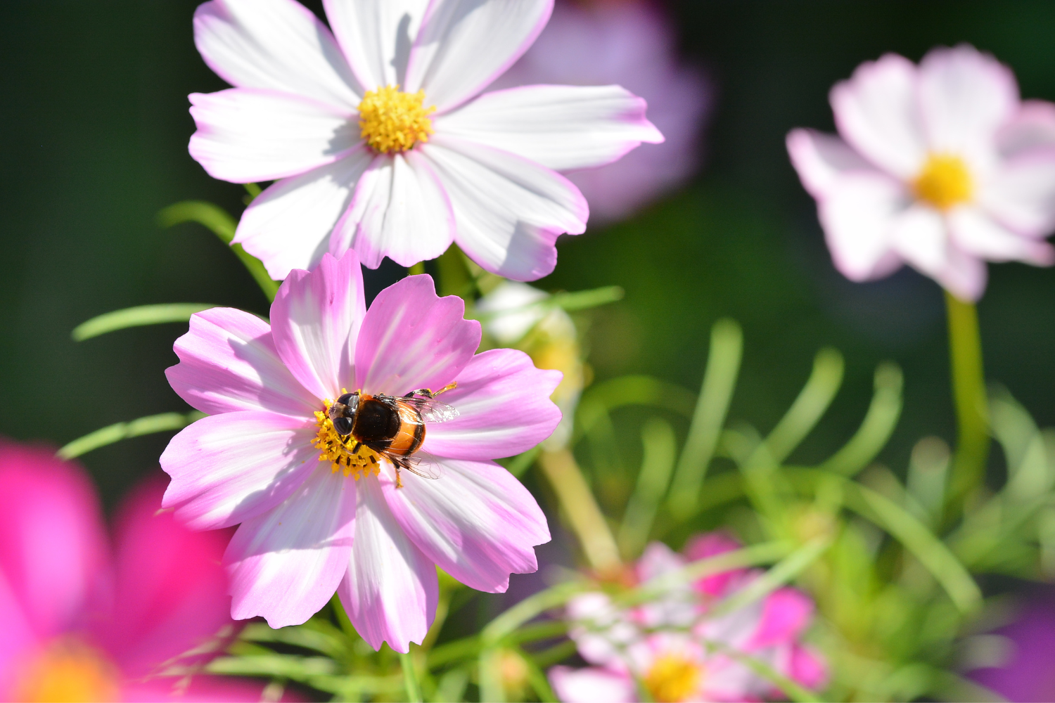 Fast Growing Annuals That Attract Butterflies And Hummingbirds
