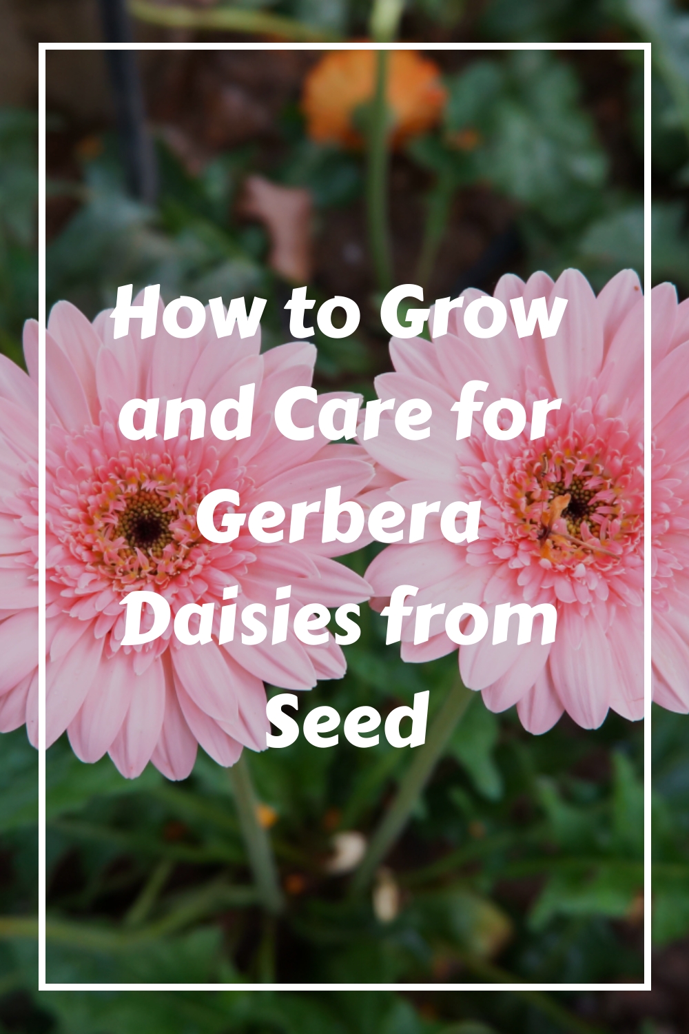 How to Grow and Care for Gerbera Daisies from Seed Shouse Life