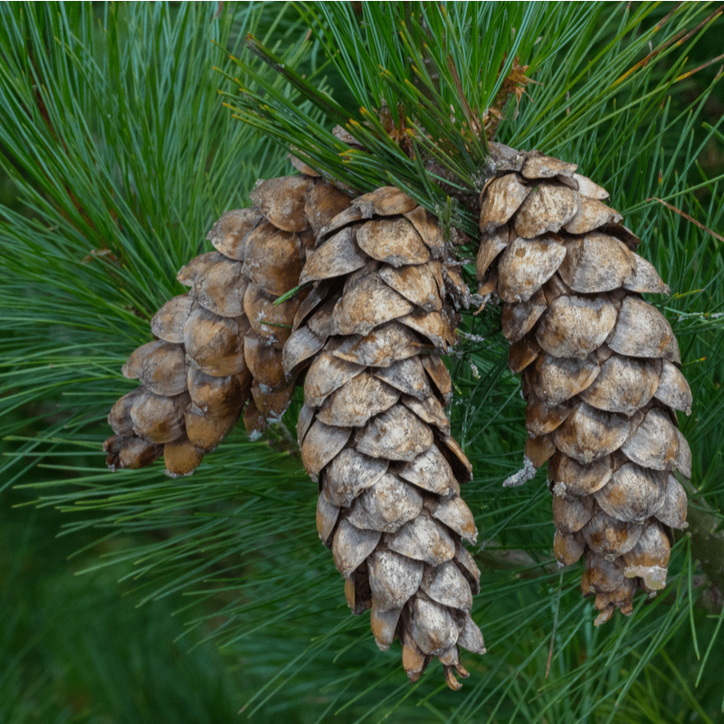 Create a Privacy Wall Around Your PA Lawn With 1 of These 5 Evergreens