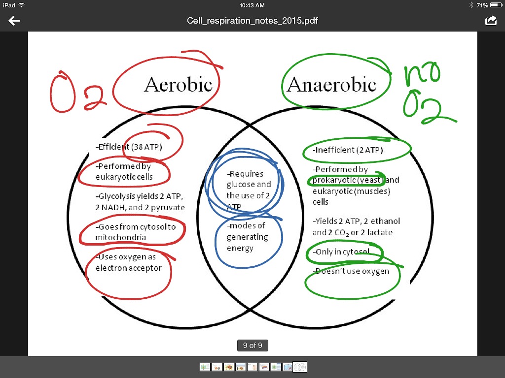 Aerobic v anaerobic respiration | Science, Biology | ShowMe