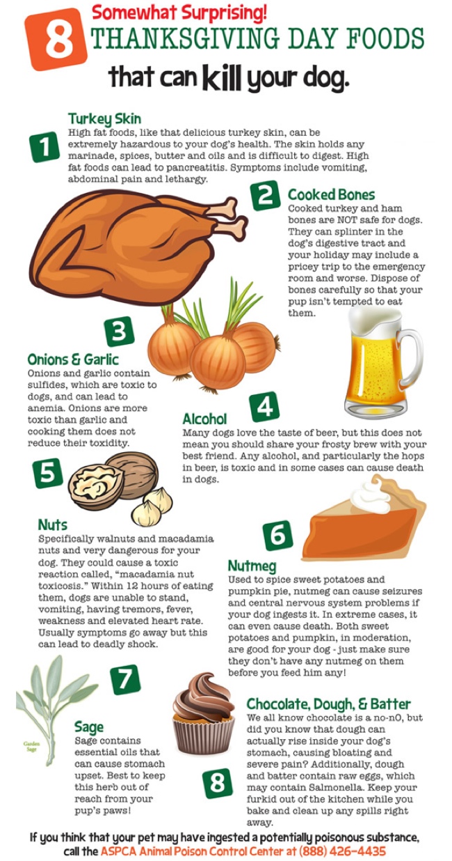 Thanksgiving Foods Harmful to Your Pets