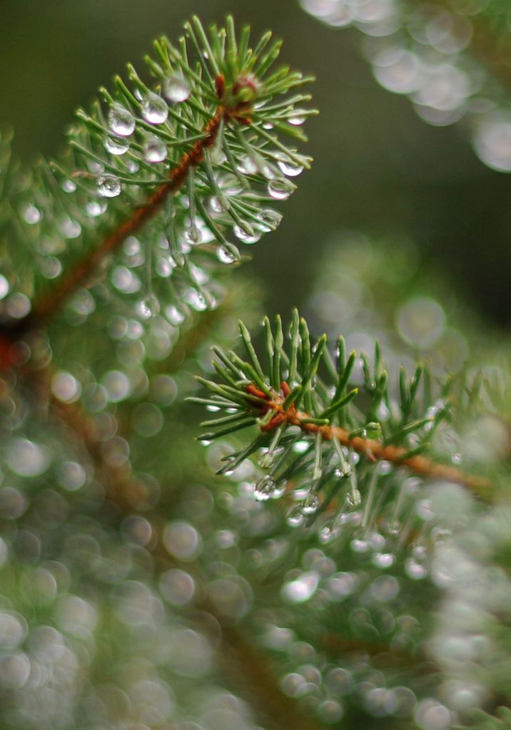 What Does Your Playground Smell Like? SHP