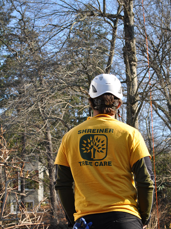 Tree Service Jobs PA Shreiner Tree Care Join the Best