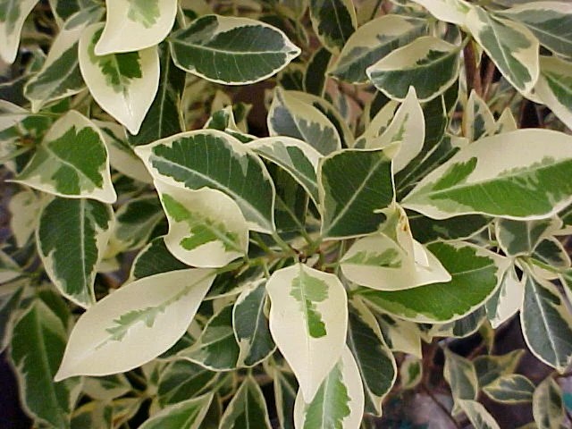 Ficus Compacta Variegated Live Plant