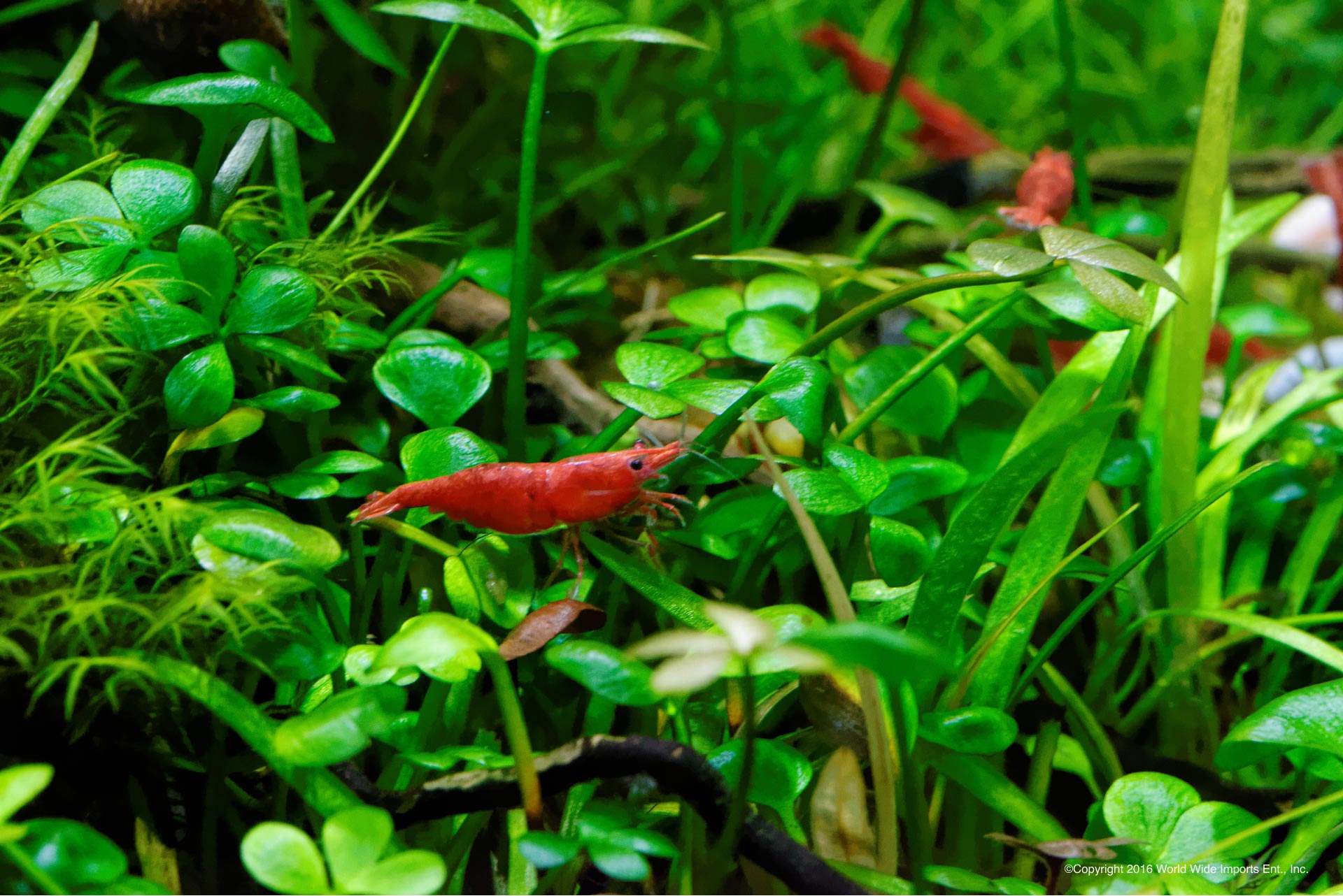 SHRIMP WATER™