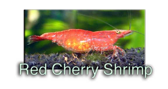 Red Cherry Shrimp Profile Guide Hard Water Alkaline