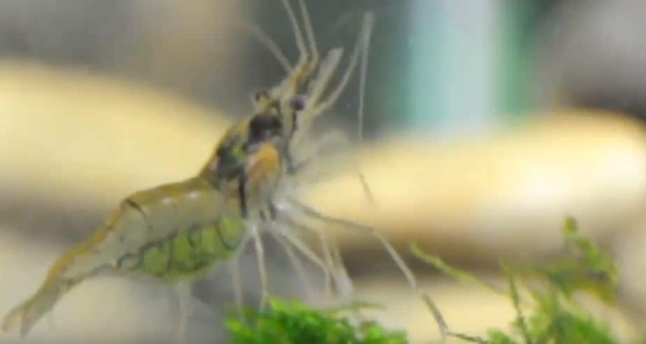 Can Ghost Shrimp Live In Cold Water? ShrimpTips