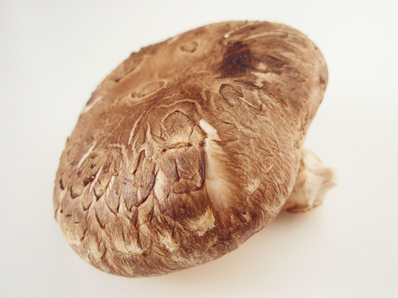 The Mushroom Life Cycle Let's Grow Together!