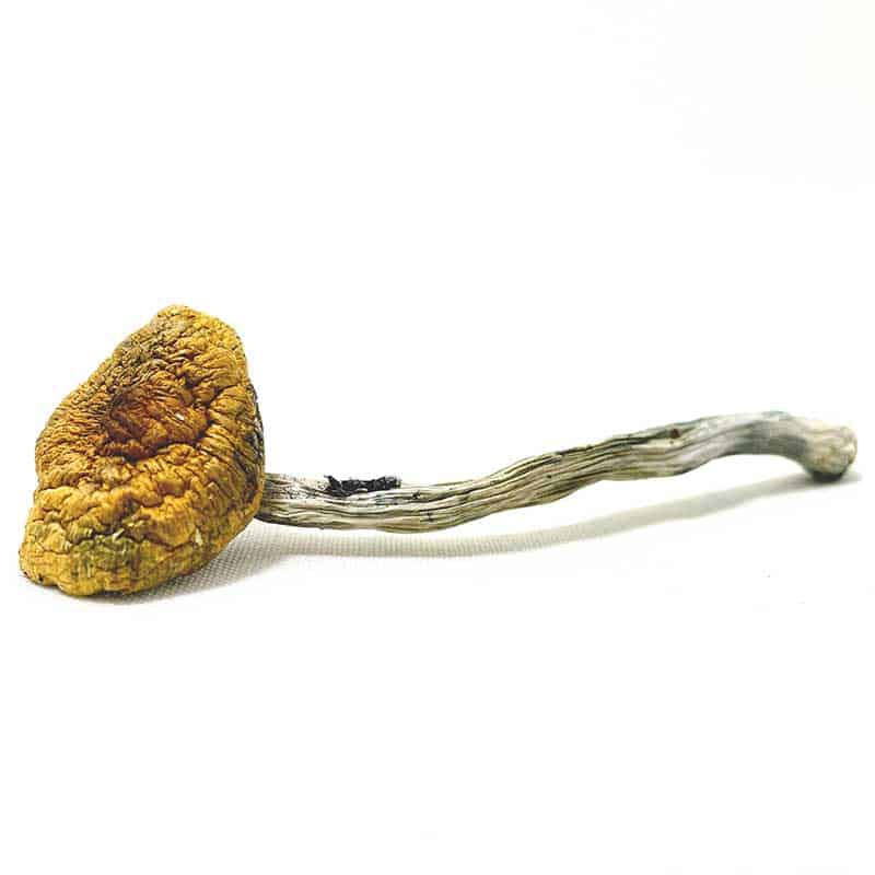 Order Flying Saucer Magic Mushrooms Same Day GTA Delivery