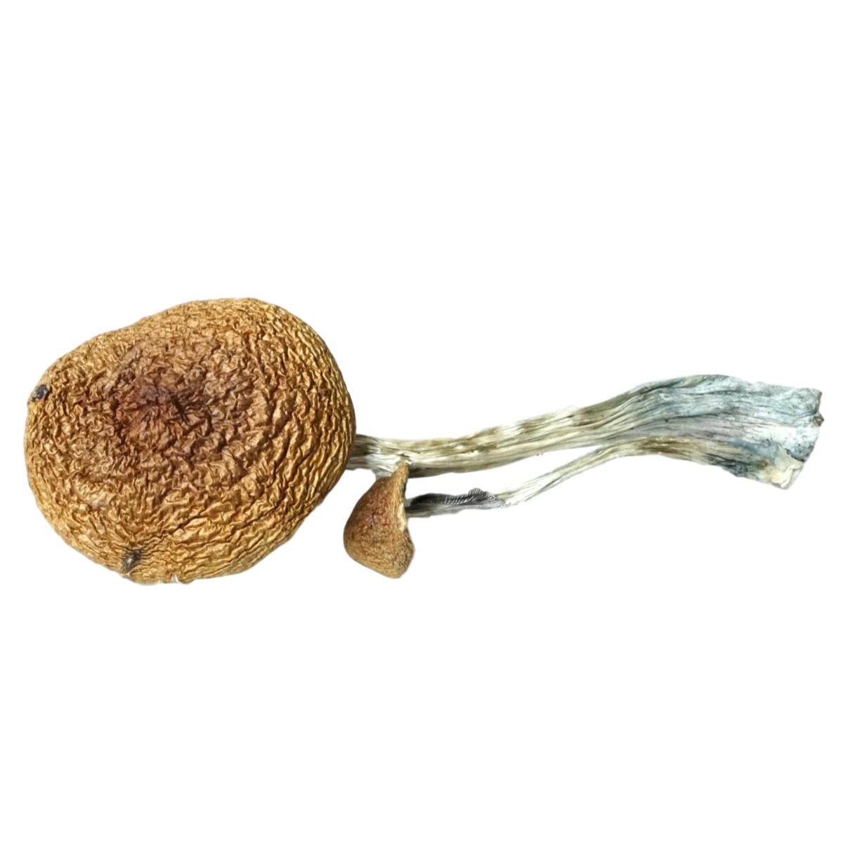 Mexican Mushrooms Shrooms and Edibles