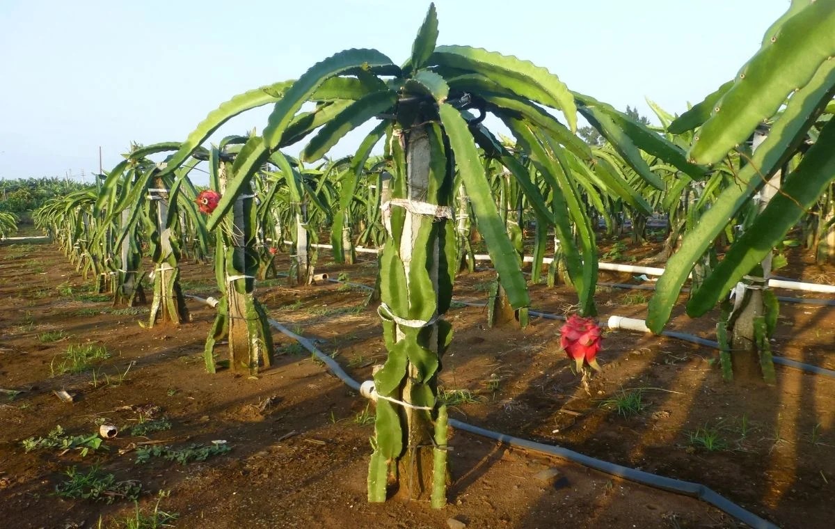 How to Grow Dragon Fruit [ULTIMATE GUIDE] Shrubz.us