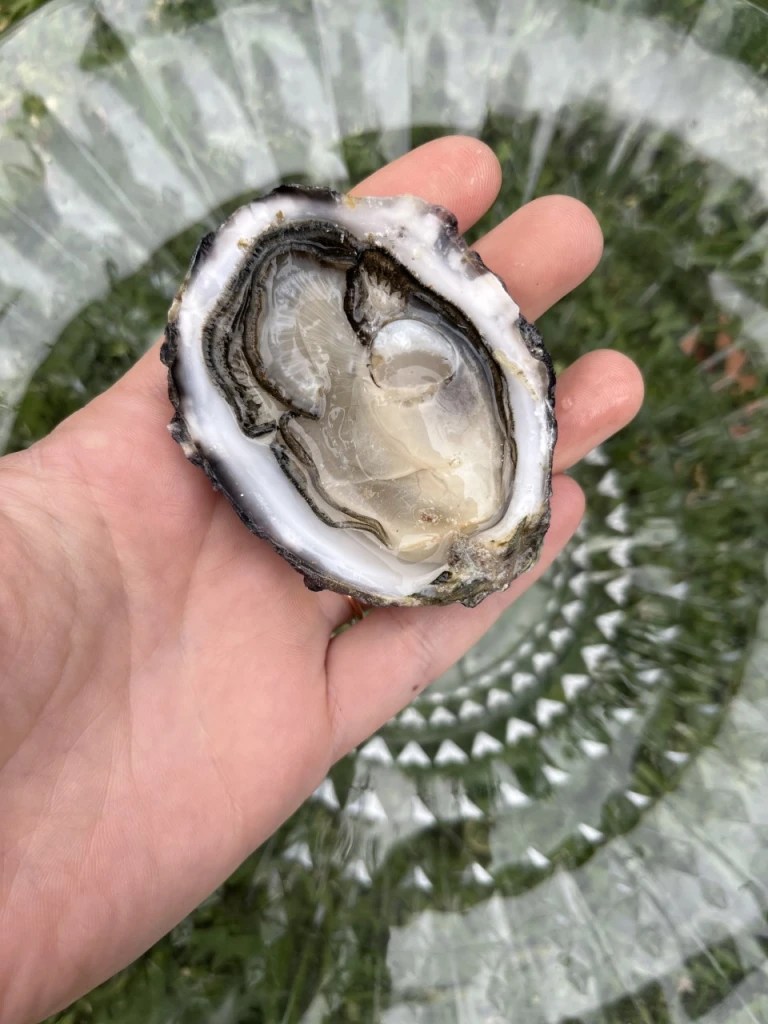 Shucks & Nibs Perth Oyster Shucker Perth oyster shucker we have