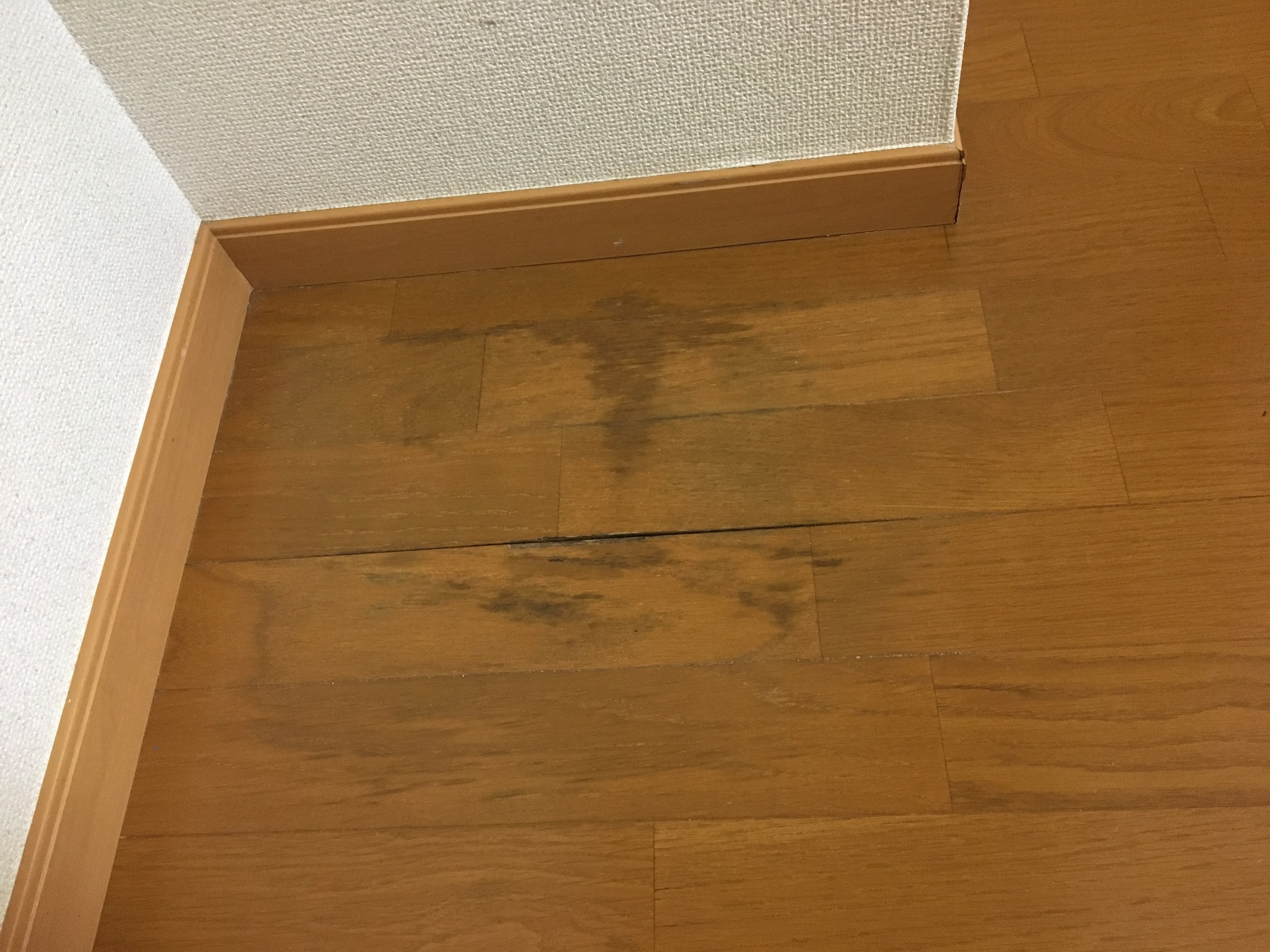 単位 使い込む 民族主義 フローリング 黒ずみ マイ ペット elbert.jp